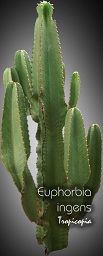 Cactus & Succulent - Euphorbia ingens - Giant Candelabra tree