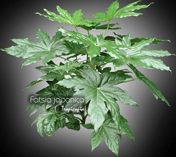 Aralia - Fatsia japonica - Japanese Aralia