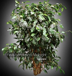 Ficus - Ficus benjamina 'Midnight' - Weeping fig