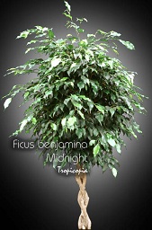 Ficus - Ficus benjamina Midnight - Weeping fig