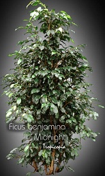 Ficus - Ficus benjamina 'Midnight' - Weeping fig