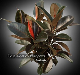 Ficus - Ficus elastica 'Burgandy' - Rubber plant