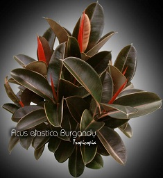 Ficus - Ficus elastica 'Burgandy' - Rubber plant