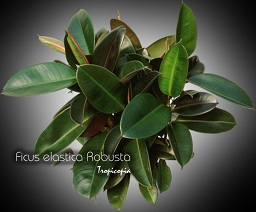 Ficus - Ficus elastica 'Robusta' - Rubber plant