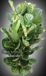 Ficus - Ficus lyrata - Fidleleaf fig