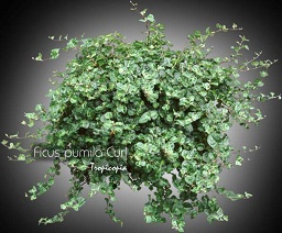 Ficus - Ficus pumila 'Curl' - Creeping fig