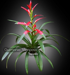 Bromeliad - Guzmania 'Mariposa' - Guzmania