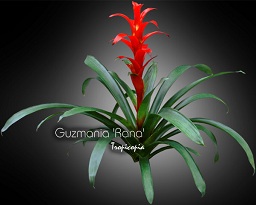 Bromeliad - Guzmania 'Rana' - Guzmania