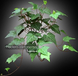 Hanging - Hedera canariensis - Algerian ivy, Montgomery ivy