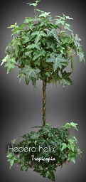 Topiairy - Hedera helix - English ivy