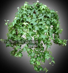 Hanging - Hedera helix 'Garland' - English ivy