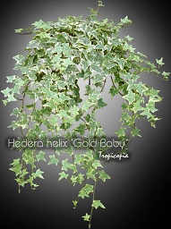 Hanging - Hedera helix 'Gold Baby' - English ivy