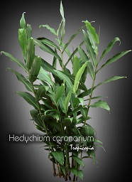 Flower - Hedychium coronarium - Buttrefly Ginger, White Ginger