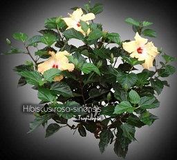 Flower - Hibiscus rosa-sinensis - Chinese hibiscus