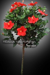 Flower - Hibiscus rosa-sinensis - Chinese hibiscus