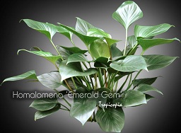 Foliage plant - Homalomena 'Emerald Gem' - 