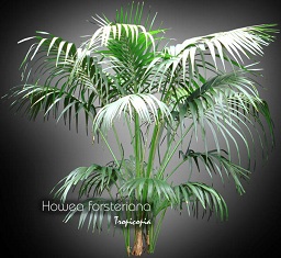 Palm - Howea forsteriana - Kentia palm, Paradise palm