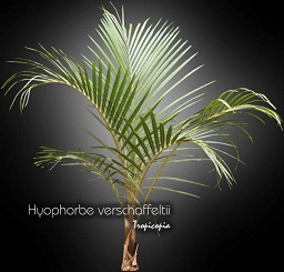 Palm - Hyophorbe verschaffeltii - Spindle palm