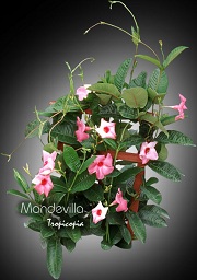 Flower - Mandevilla X - 