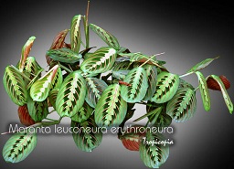 Hanging - Maranta leuconeura erythroneura - Herringbone, Pink praying plant