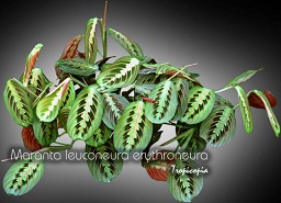   Maranta leuconeura 