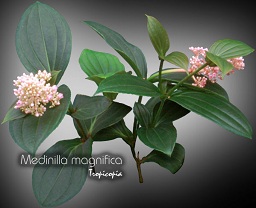 Flower - Medinilla magnifica - Rose grape