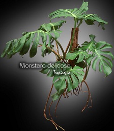 Philodendron - Monstera deliciosa - Splitleaf Philodendron,Mexican Breadfruit