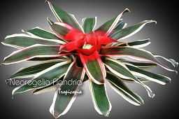 Bromeliad - Neoregelia 'Flandria' - 