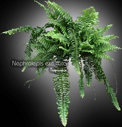 Fern - Nephrolepis exaltata var. - Boston fern, Sword fern