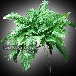 Fern - Nephrolepis exaltata var. - Boston fern, Sword fern