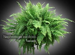 Fern - Nephrolepis exaltata var. - Boston fern, Sword fern