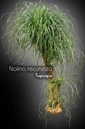 Foliage plant - Nolina recurvata - Elephant foot, Pony tail