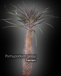 Cactus & Succulent - Pachypodium geayi - Madagascar Palm