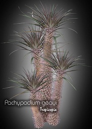 Cactus & Succulent - Pachypodium geayi - Madagascar Palm