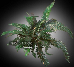 Fern - Pellaea falcata  - 