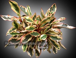 Other - Peperomia clusiifolia 'Tricolor' - Tricolor Peperomia