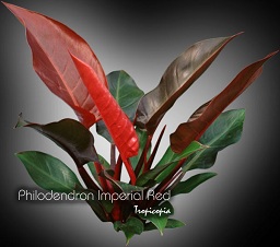 Philodendron - Philodendron 'Imperial Red' - Red Philodendron