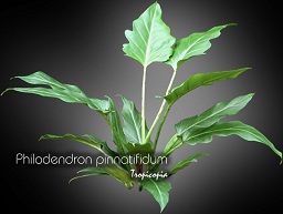 Philodendron - Philodendron pinnatifidum - Fernleaf Philodendron 