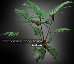 Philodendron - Philodendron pinnatifidum - Fernleaf Philodendron 