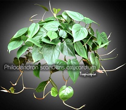 Philodendron - Philodendron scandens oxycardium - Parlor ivy, Sweetheart plant, Heartleaf philodendron, Cordatum vine