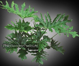 Philodendron - Philodendron selloum - Lacy tree-philodendron