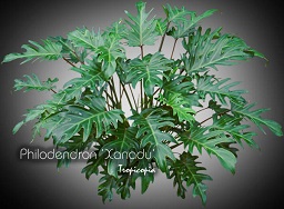 Philodendron - Philodendron 'Xanadu' - 