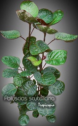 Aralia - Polyscias scutellaria - Fabian Aralia, Red Aralia