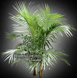 Palm - Ravenea rivularis - Majesty palm