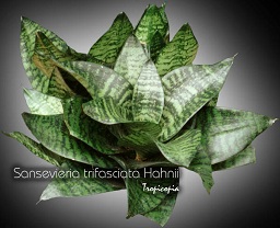 Sansevieria - Sansevieria trifasciata 'Hahnii' - Birdnest sansevieria, Snake plant