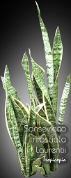 Sansevieria - Sansevieria trifasciata Laurentii - Snake plant