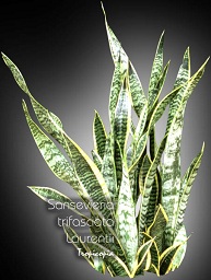 Sansevieria - Sansevieria trifasciata Laurentii - Snake plant