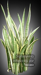 Sansevieria - Sansevieria trifasciata var - Snake plant