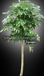 Schefflera - Schefflera arboricola - Hawaiian elf, Parasol plant