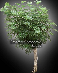 Schefflera - Schefflera arboricola - Hawaiian elf, Parasol plant